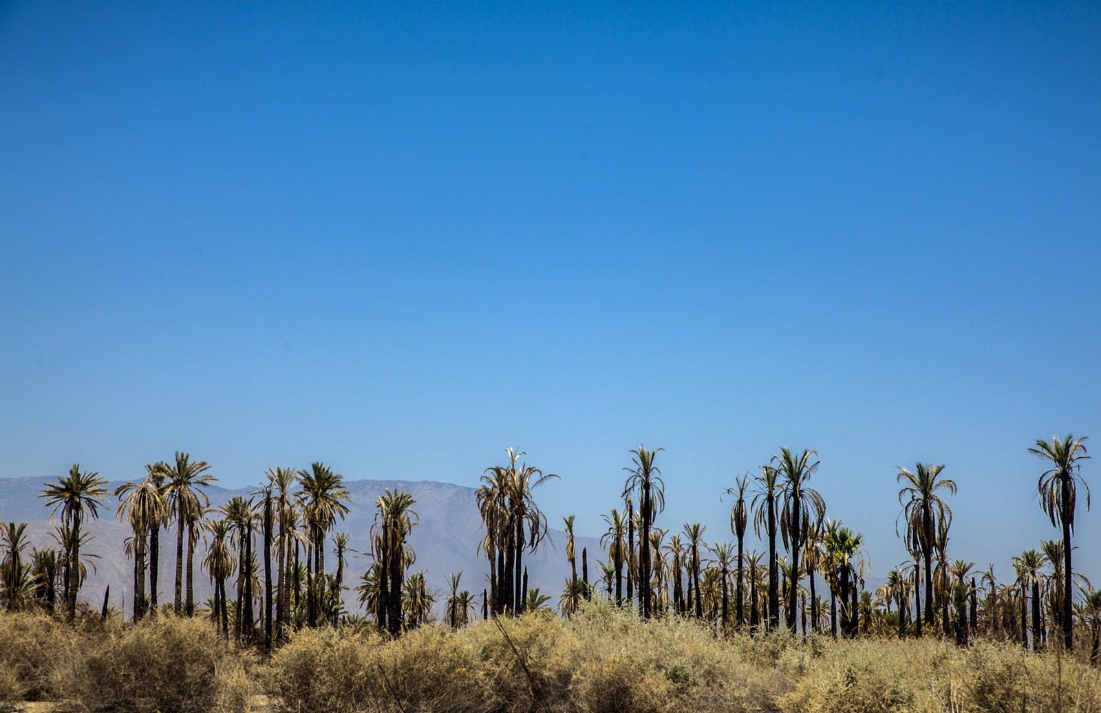 Rows of palm trees stretch across the landscape in California's Eastern Coachella Valley. (Maria Esquinca/News21)