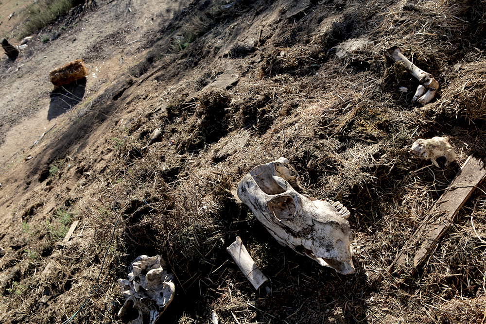 HiCaliber cow skulls