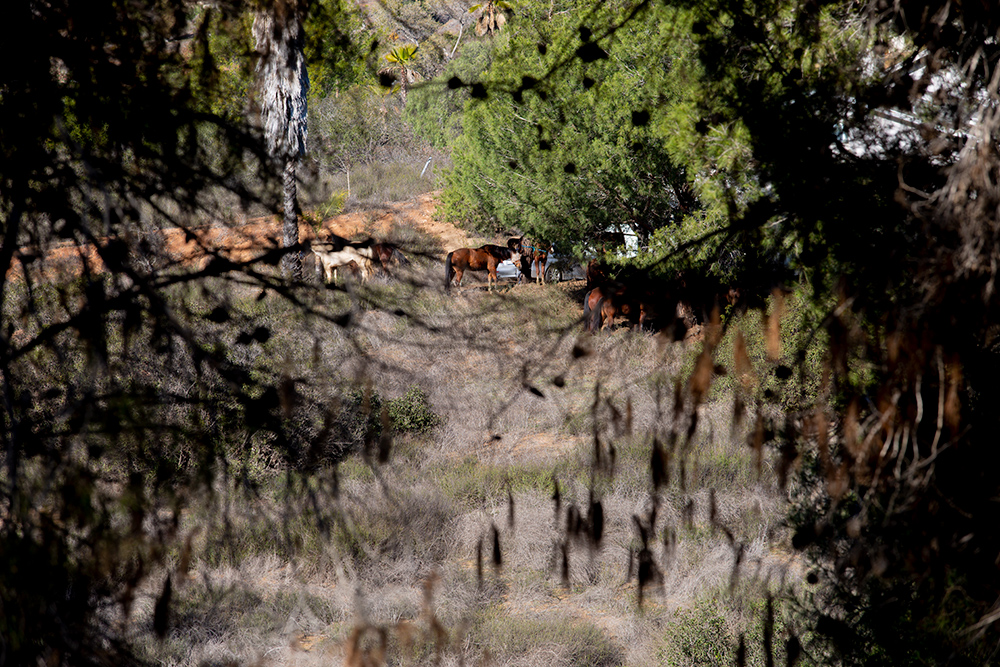 HiCaliber Horse Rescue horses eviction