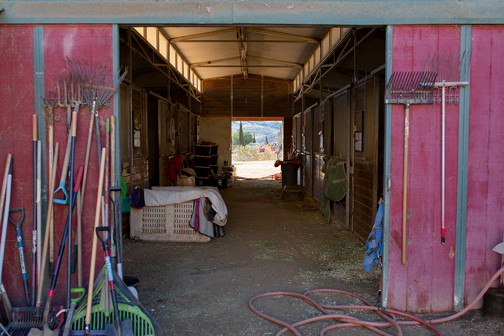 HiCaliber Horse Rescue ranch